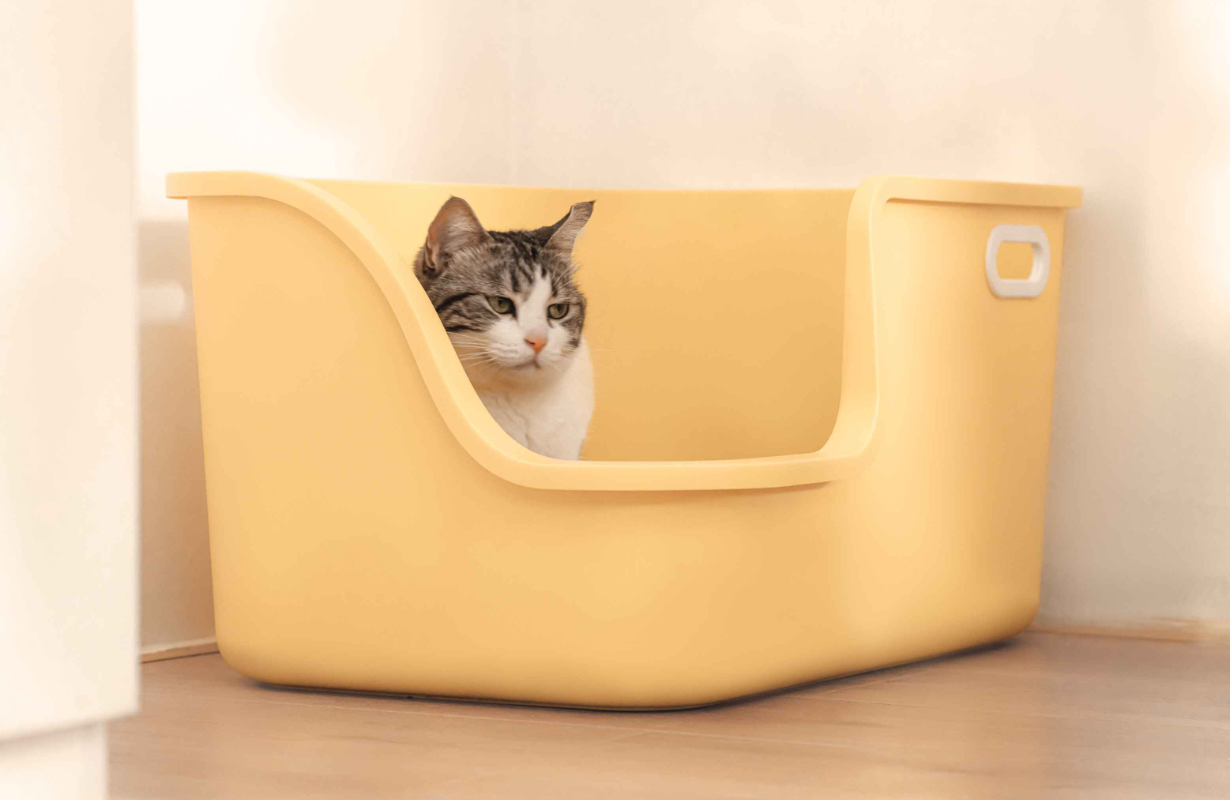 7 Ways to Reduce Litter Box Odor