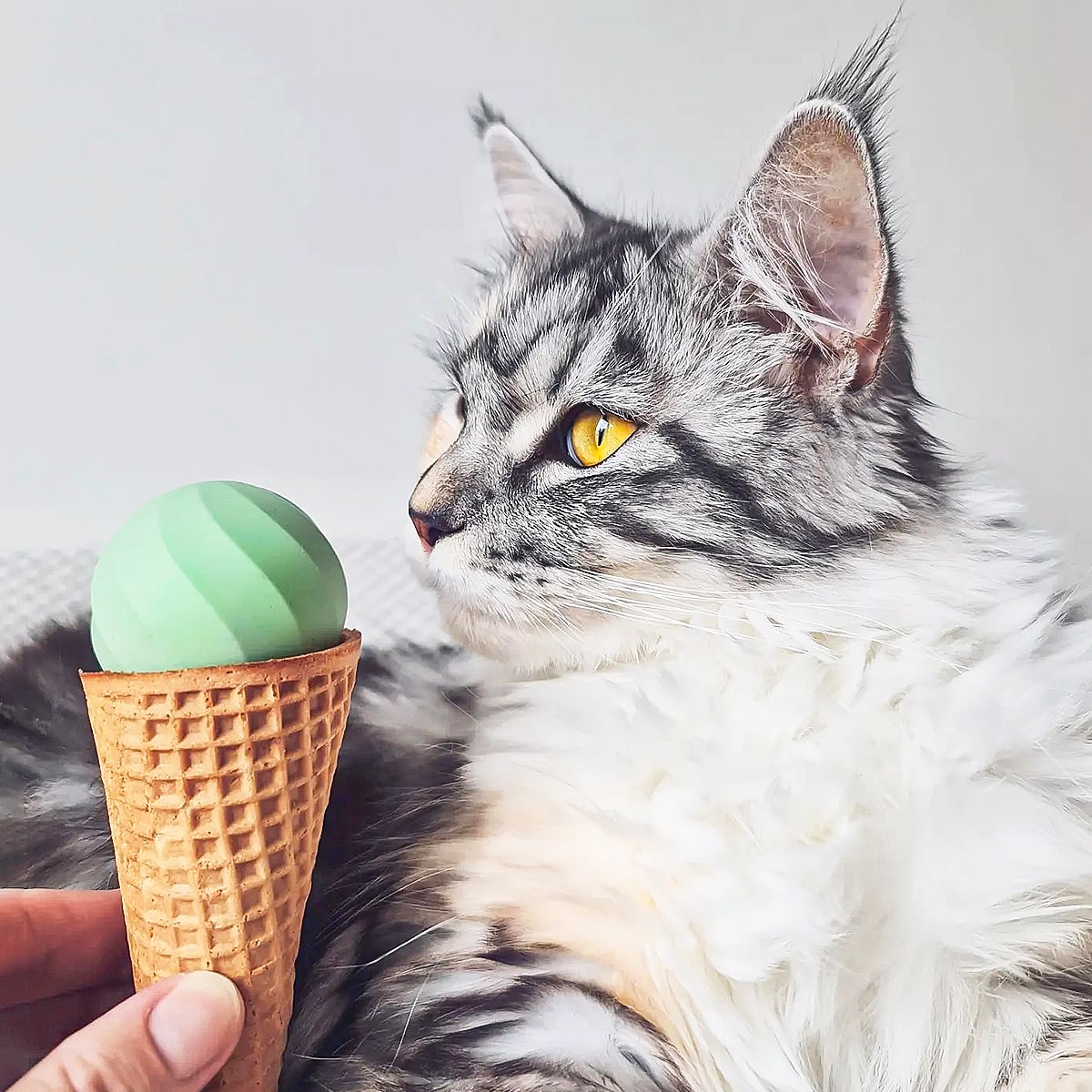 Maine Coon with Cheerble Ice Cream Ball