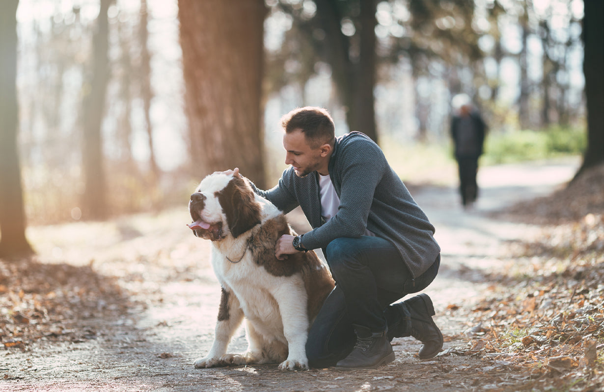 10 Benefits of Owning a Dog or Cat