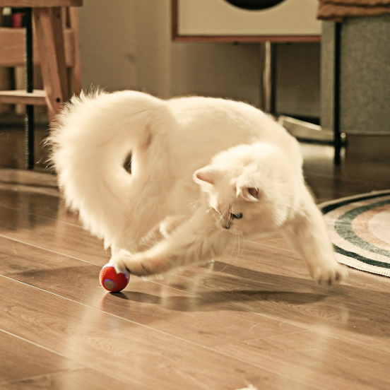 A white cat playing Wicked Ball PE