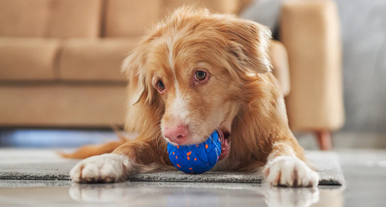 A yellow dog is playing with a blue ball