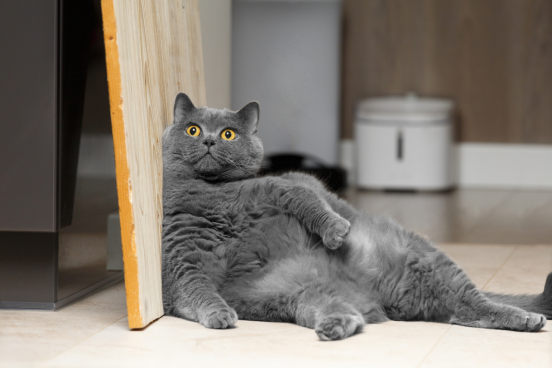 An overweight blue cat leans on its side against a door panel