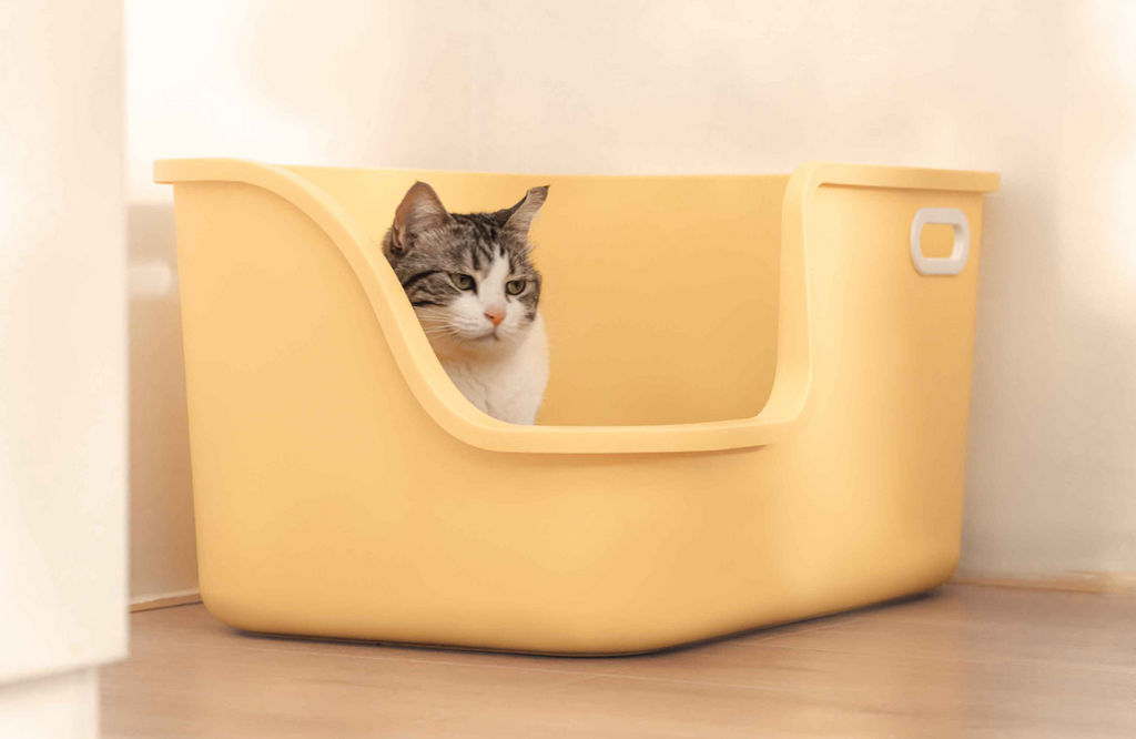 Strong cat urine smell in litter box cheap