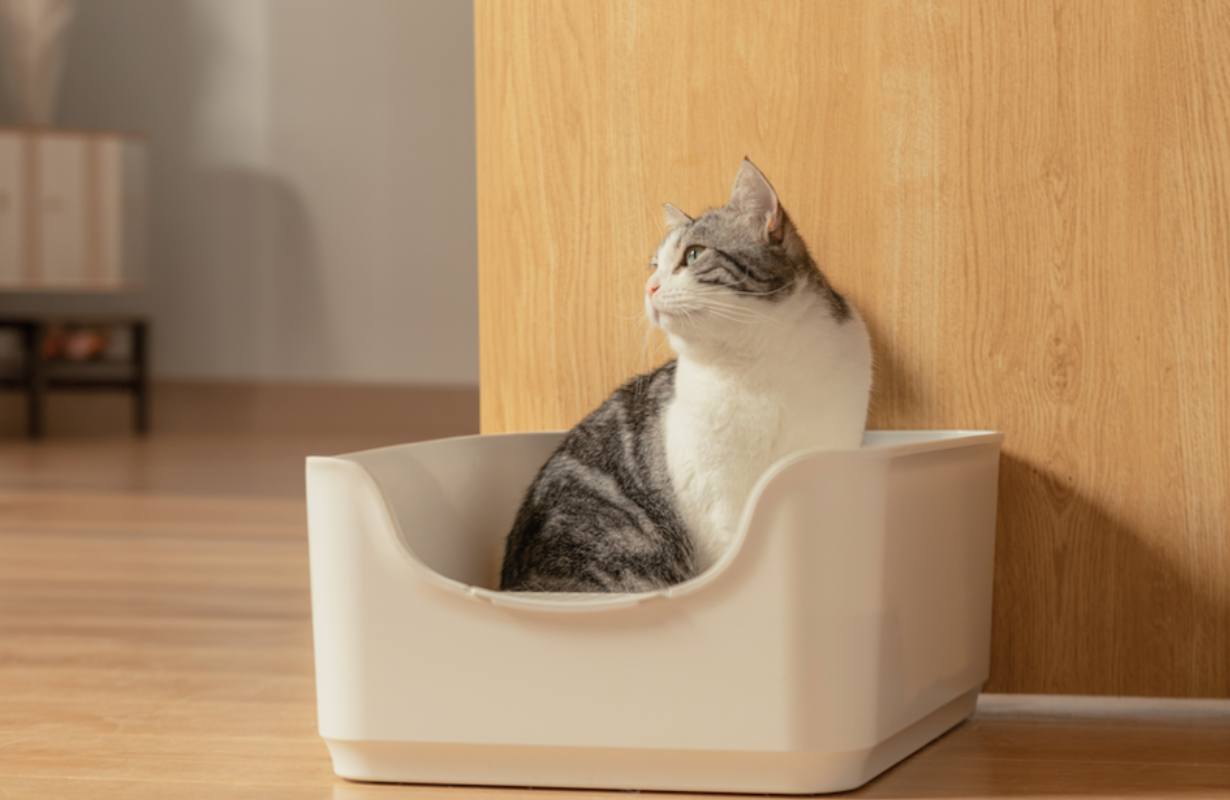 The Hidden Dangers of Cat Urine and Feces