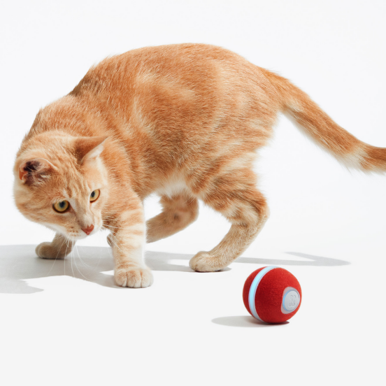 Cat playing with toys