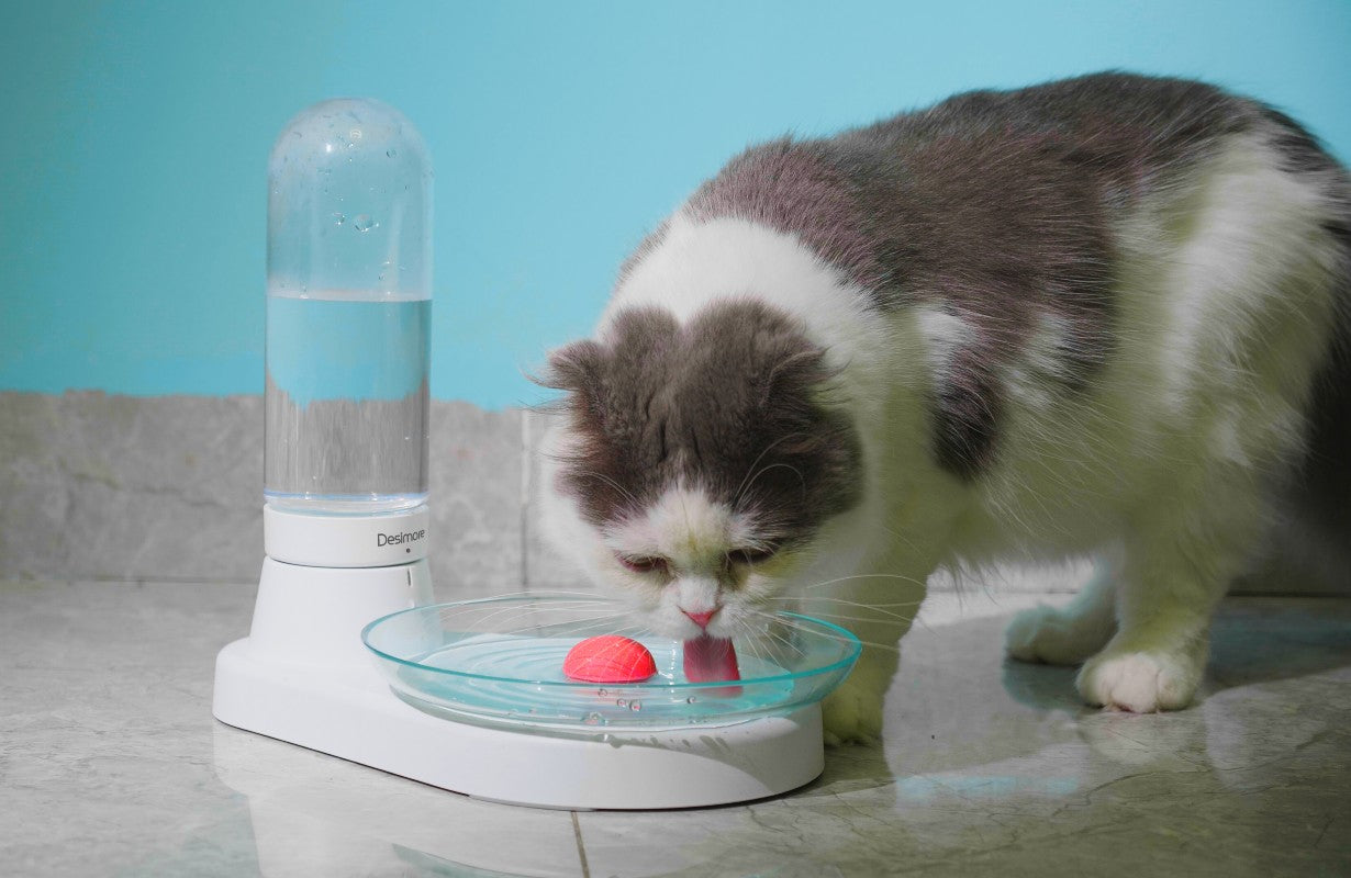 Why Does Your Cat Hate Drinking Water?
