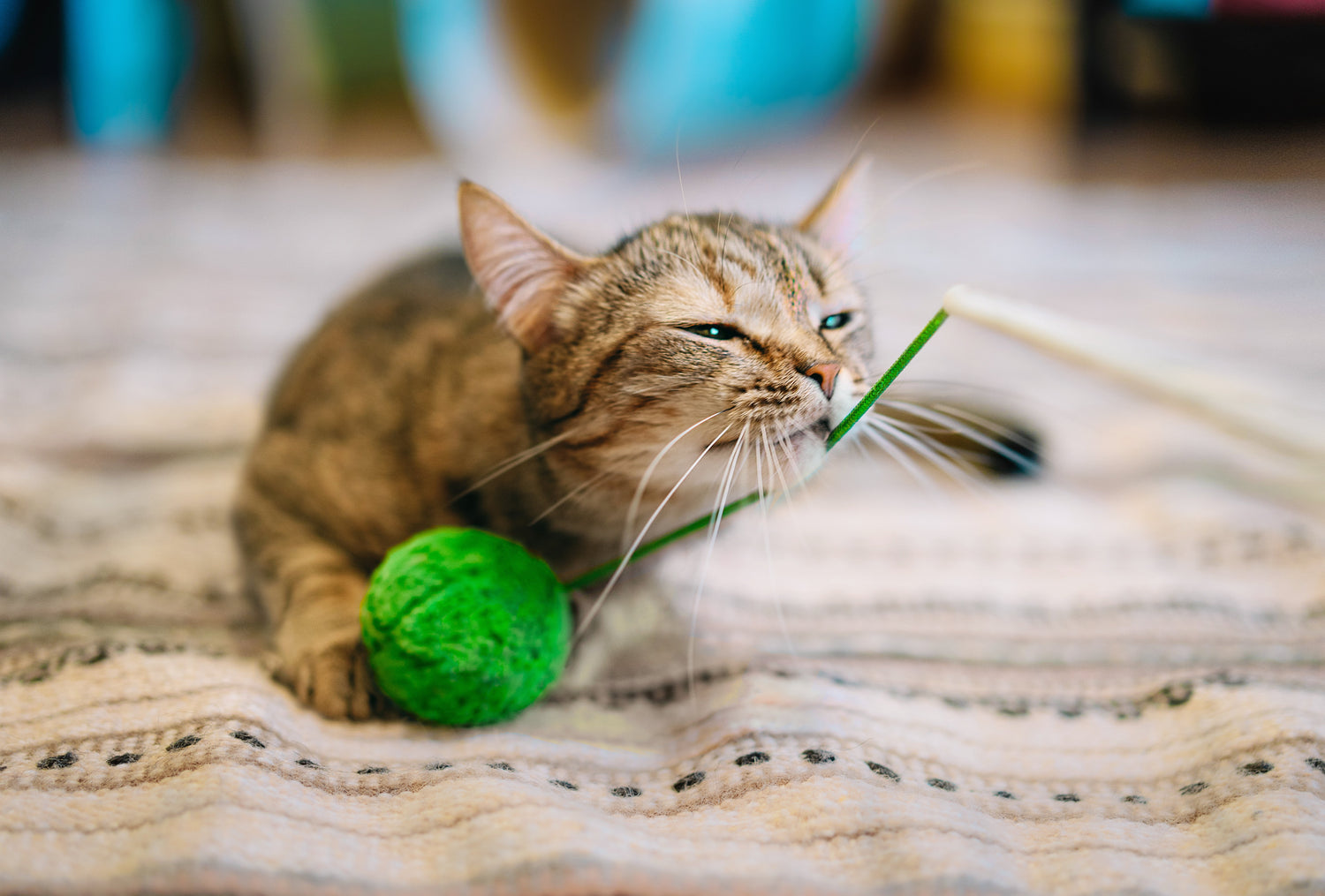 A closer look at Eco Friendly Calming Cat Accessories