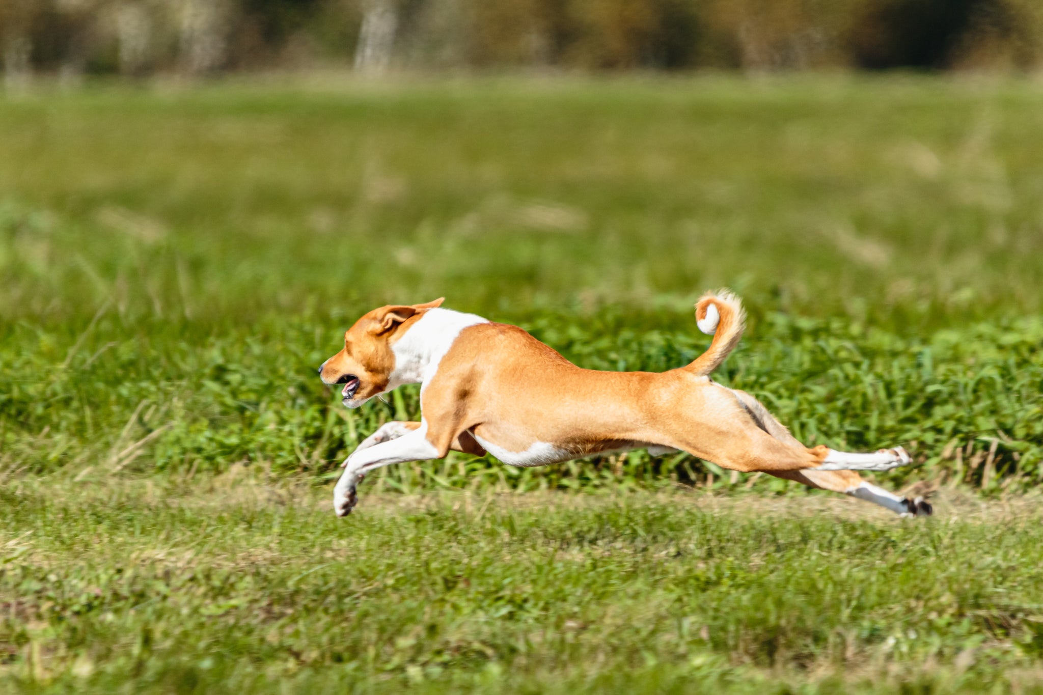 The Joy of Dog Exercise: Muscles and Moves!