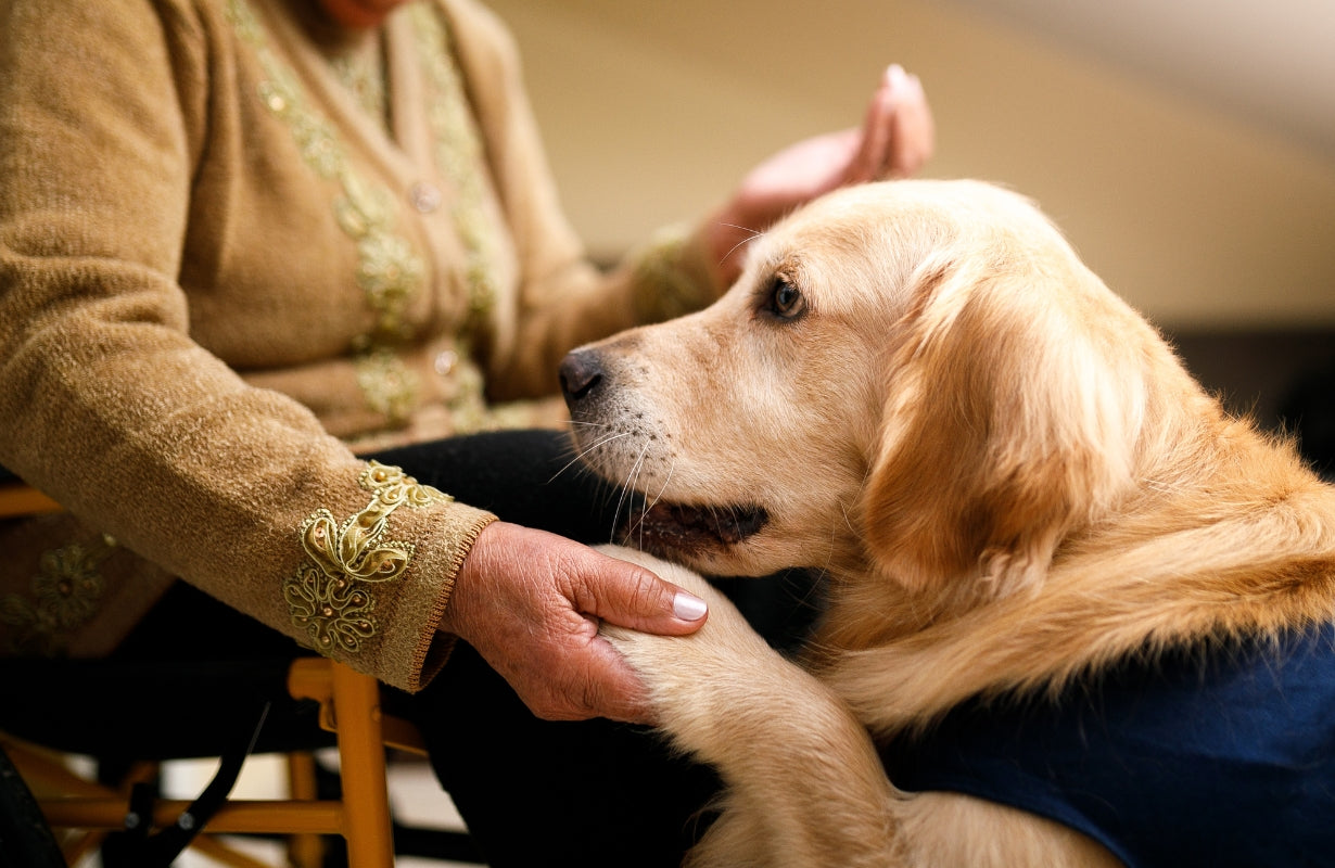 How to Care for a Senior Dog