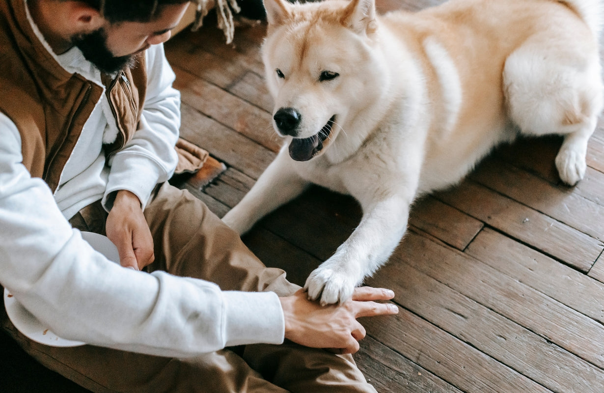 5 Ways to Encourage Positive Behavior in Your Dog