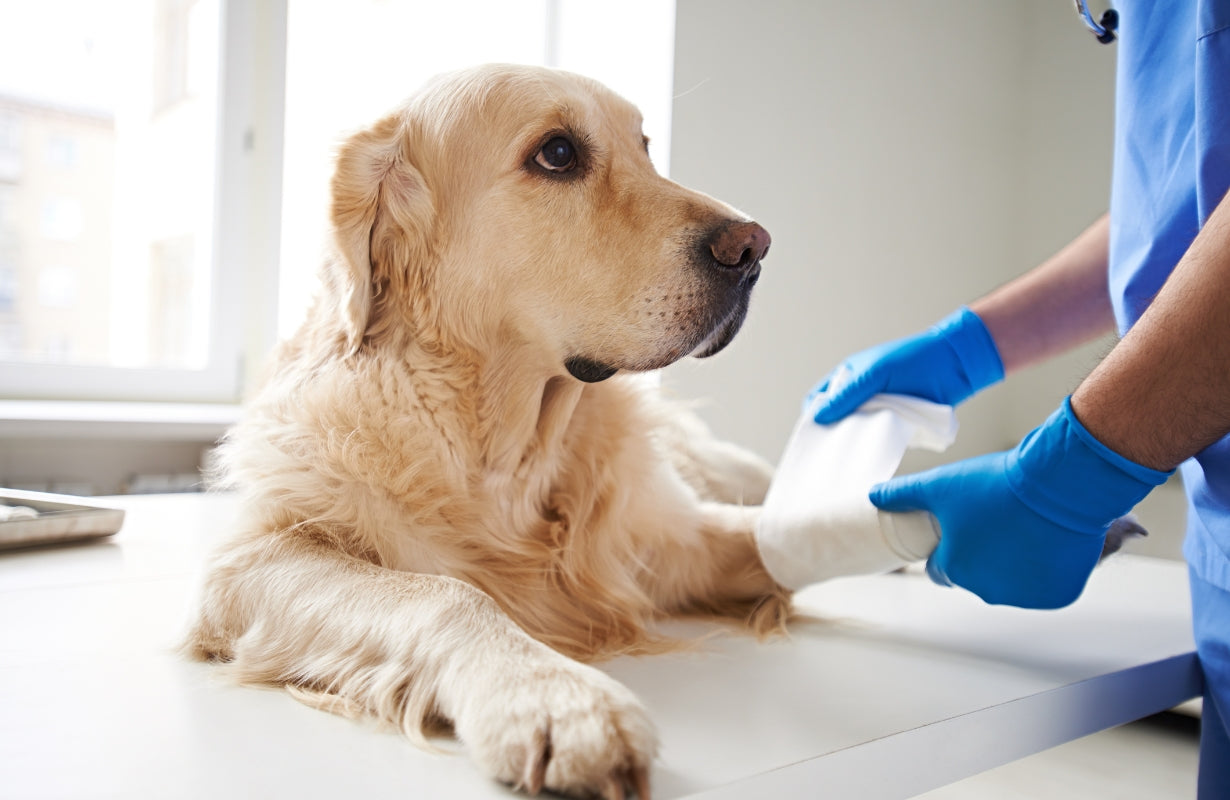 5 Things You Need to Know About Pet First Aid