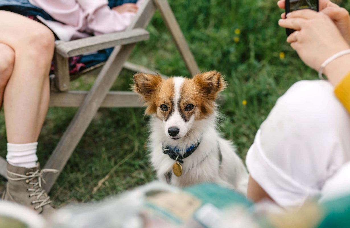 The Ultimate Guide to Pet-Friendly Events This Spring