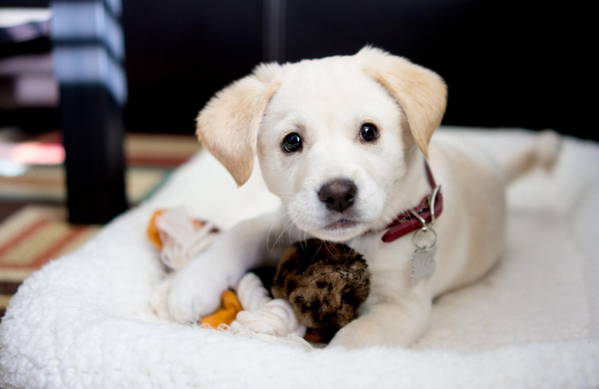 5 Puppy Behaviors to Nip in the Bud Early