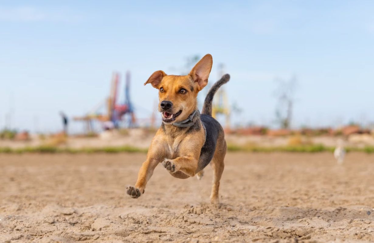 7 Fun Games to Play With Your Dog This Summer