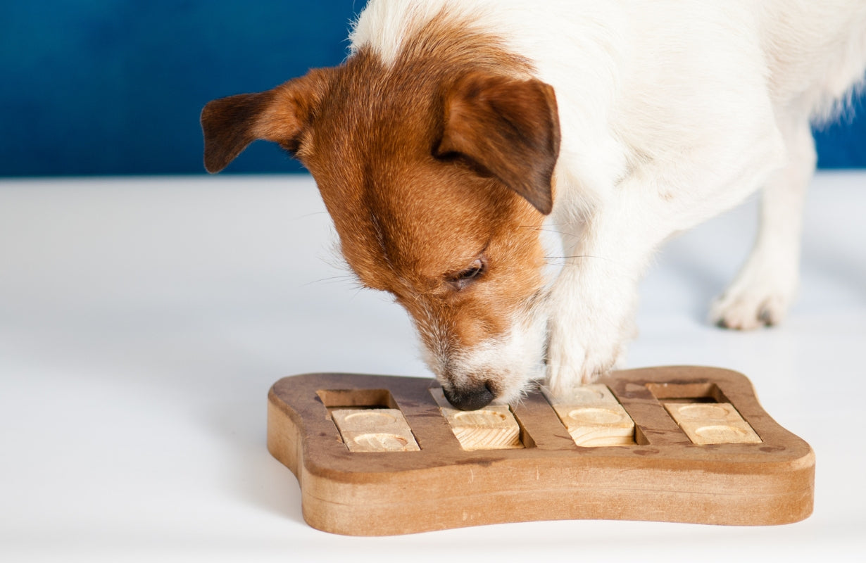 7 Fun Brain Games for Dogs