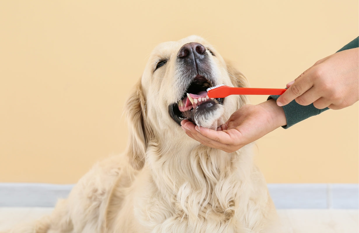 How to Keep Your Dog's Teeth Healthy