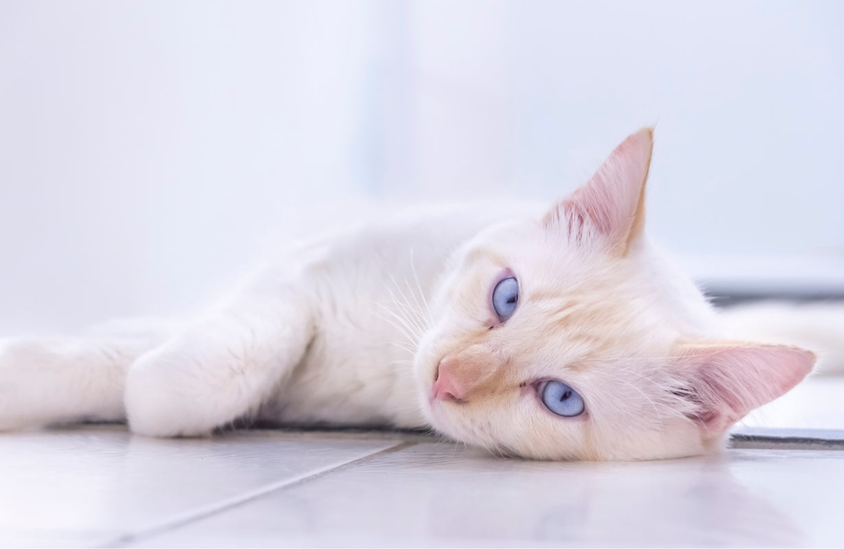 Common Behavioral Problems in Cats and How to Fix Them