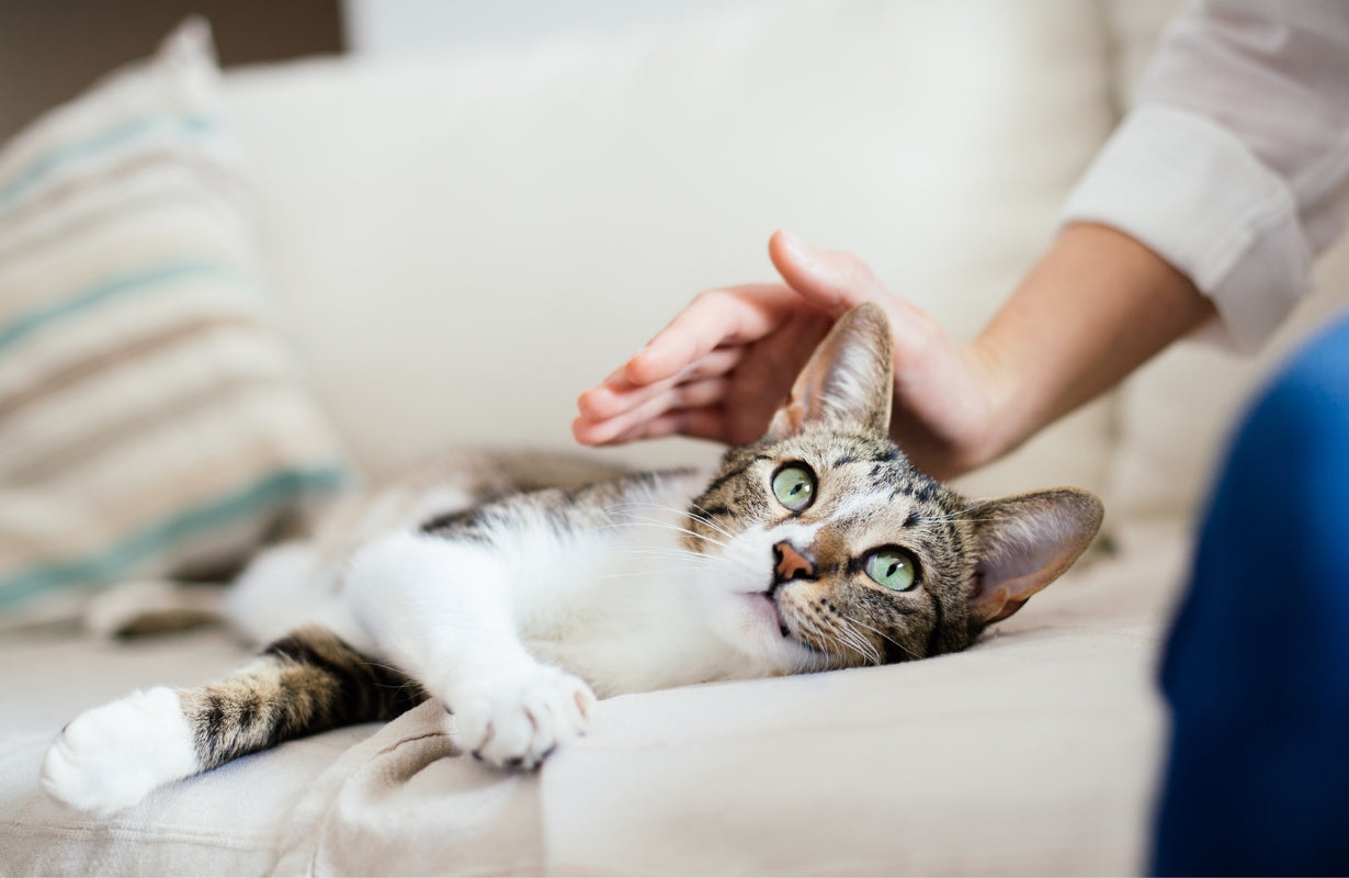 7 Cat Products That Will Change Your Life