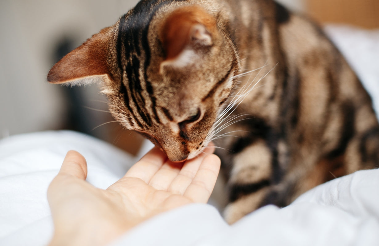 Why Cats Make Wonderful Companions