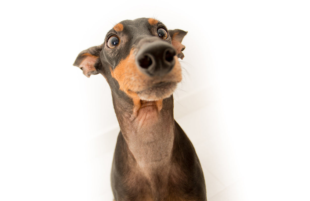 A little dog is watching you
