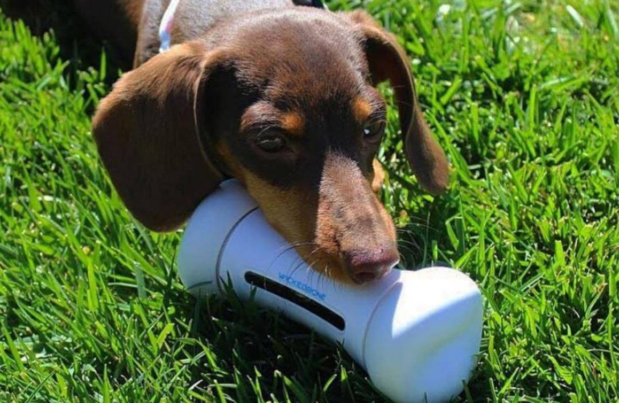 How to Deal with Your Pet’s Separation Anxiety
