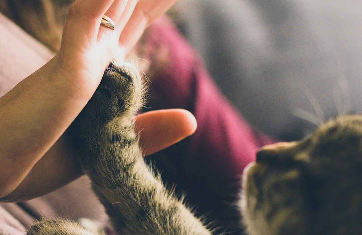 New Cat Parents Guide - 7 Things Your Kitten Needs