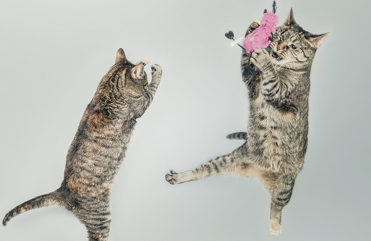 The Importance of Playing for Cats