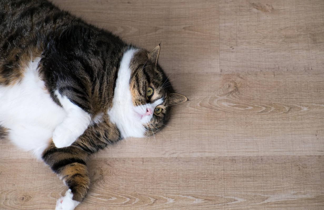 How Do You Help A Cat Lose Weight