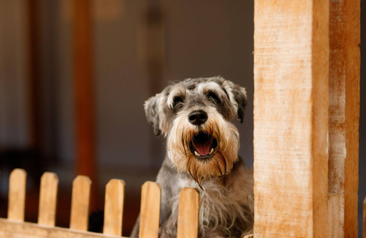 How to Stop Dog Barking When Left Alone