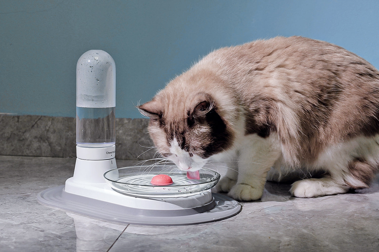 I did not turn on the water fountain fast enough today 😄😄🙈🙈 :  r/kittens