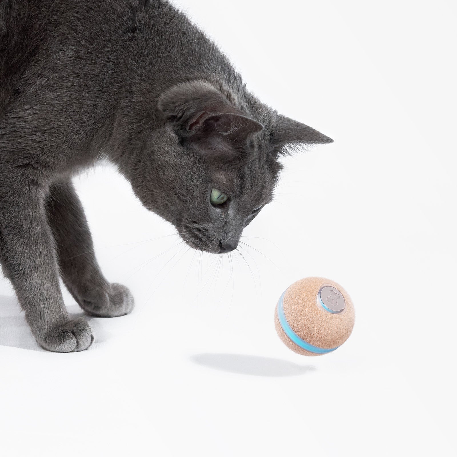 Cat playing with Cheerble Wicked Ball M3