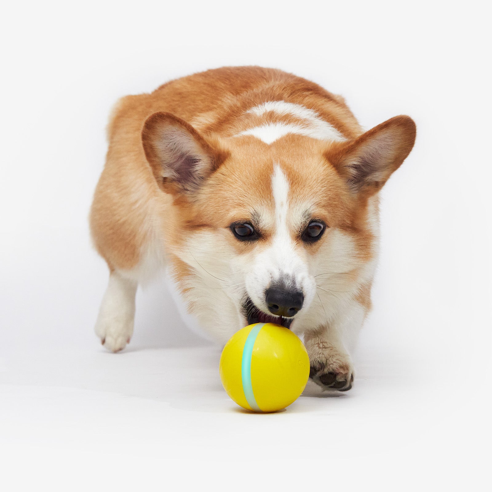 Wicked Ball