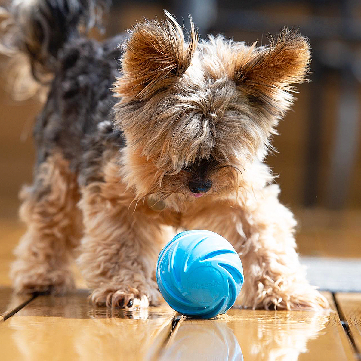 Wicked Ball & dog