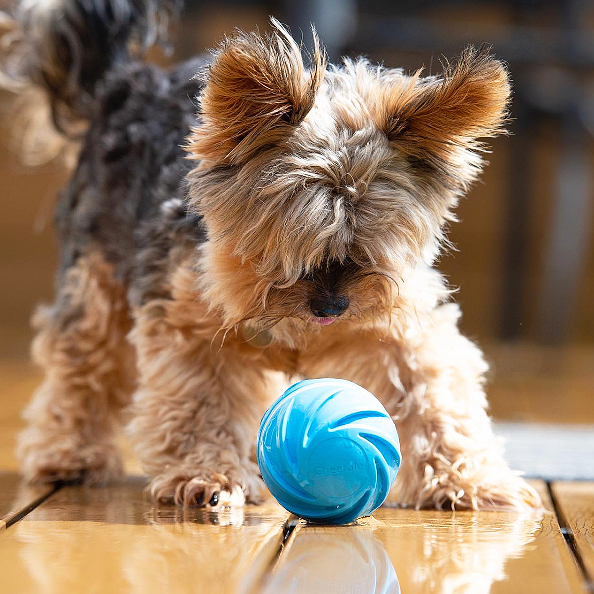 Cheerble Interactive Automatic Ball Smart Robotic Indoor Pet Toy Ball -  DVPets