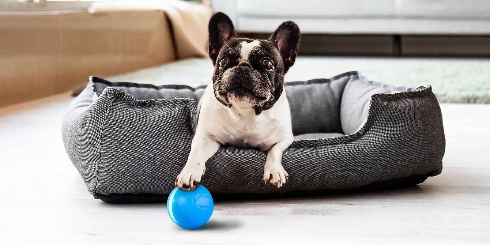 Saolife Juguetes interactivos para perros, juguetes para perros activados  por movimiento, bola malvada, juguetes de bola móvil automática para  perros