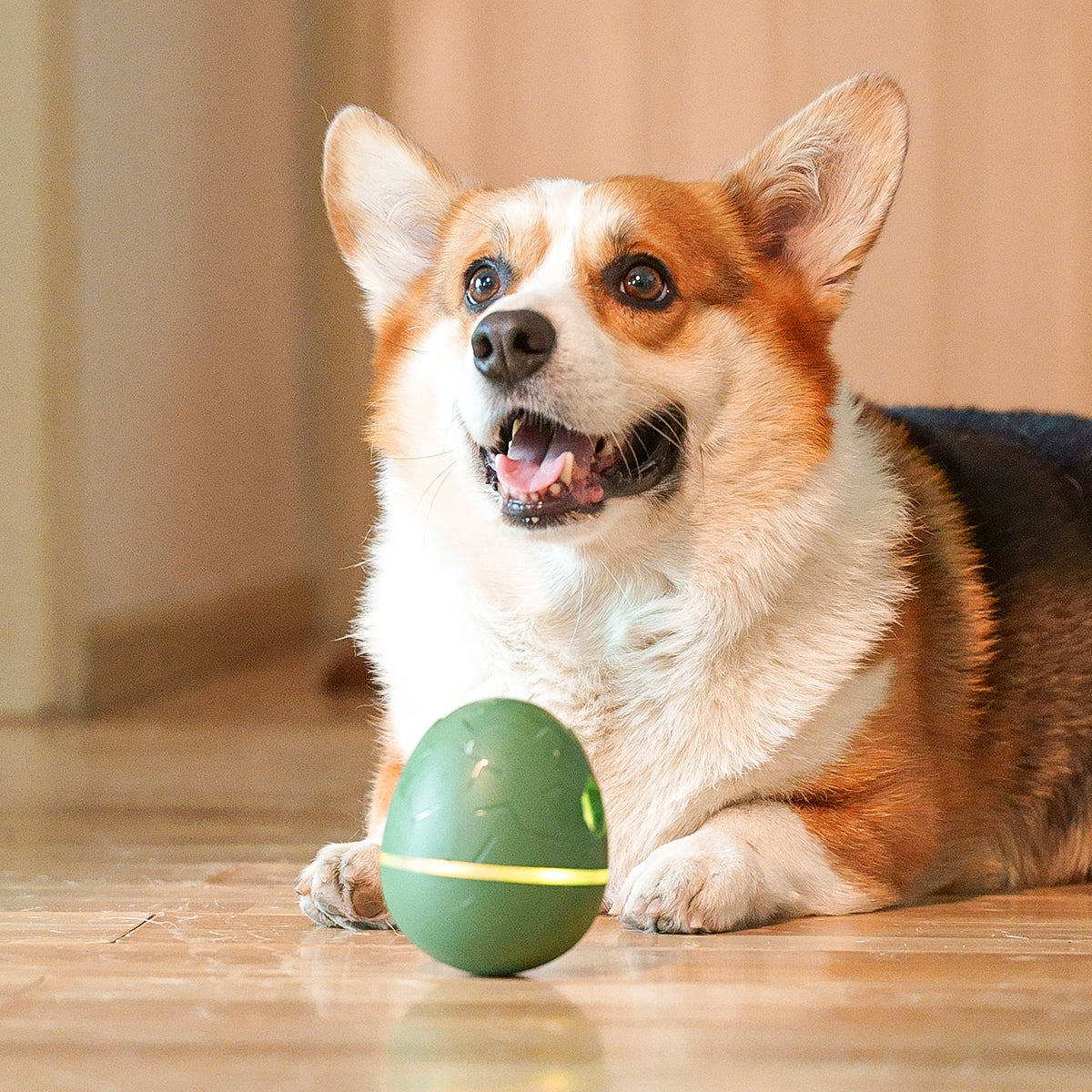 Corgi Tests the New Tearrible Toy // TOY REVIEW 
